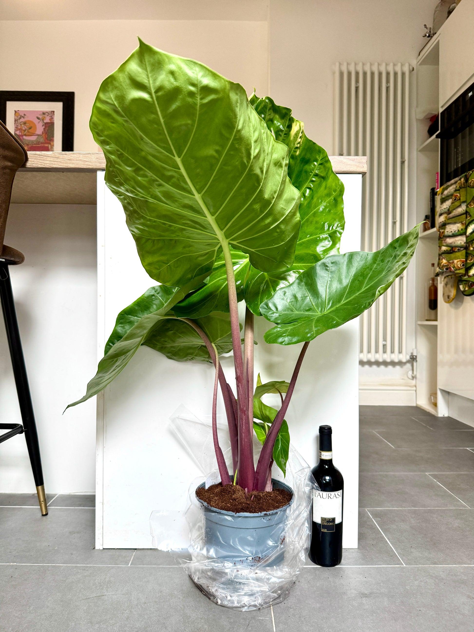 Alocasia 'imperial Red' - View 22 from www redcrocus com