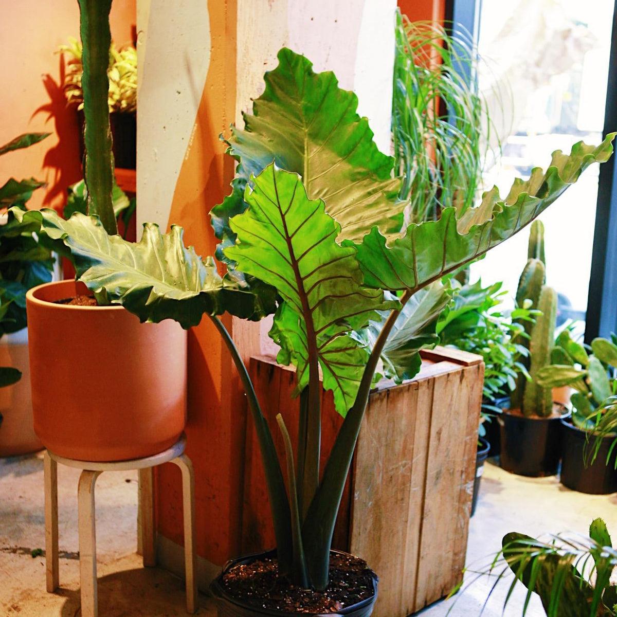 Alocasia 'imperial Red' - View 24 from www redcrocus com