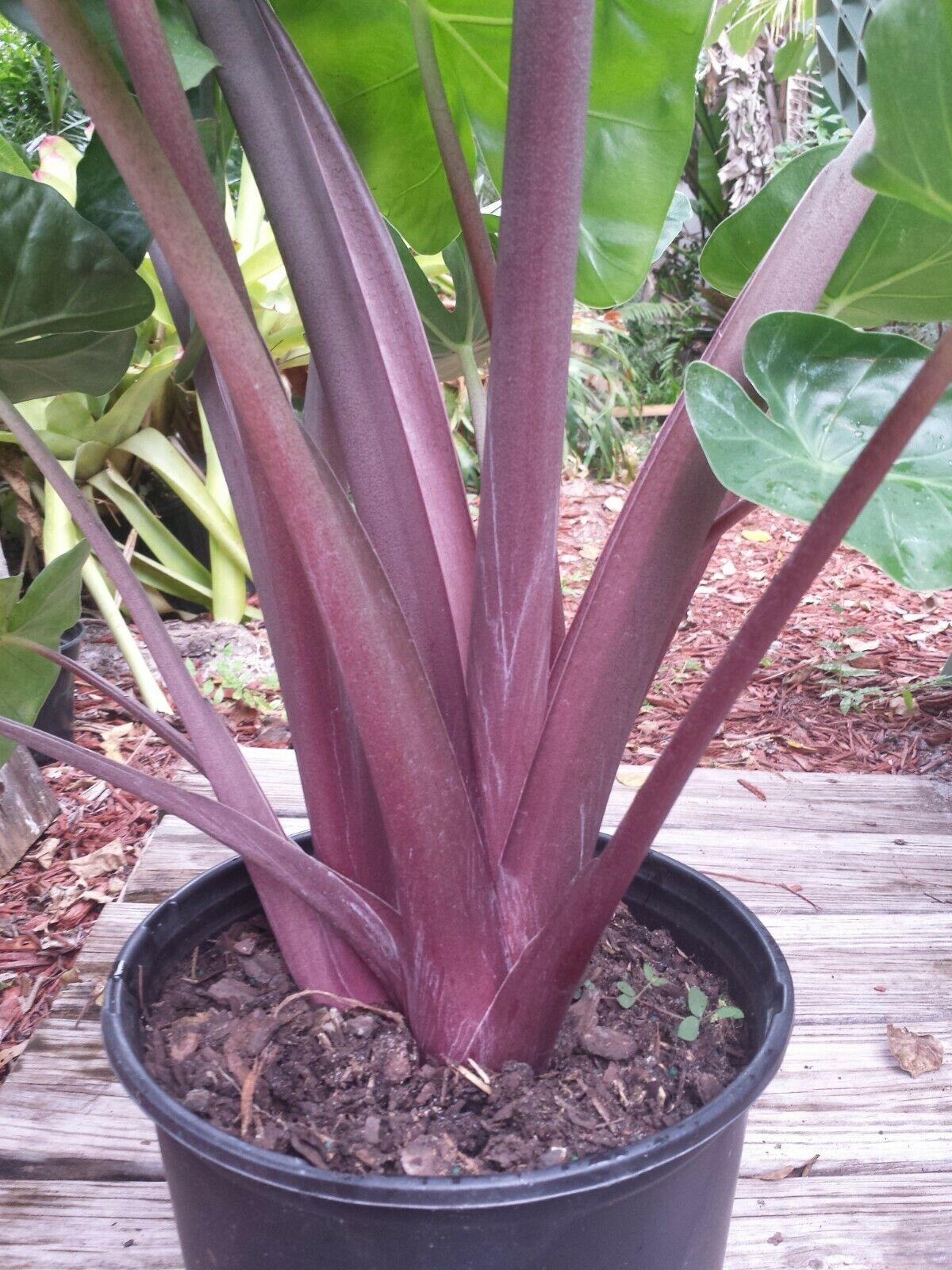 Alocasia 'imperial Red' - View 26 from www redcrocus com