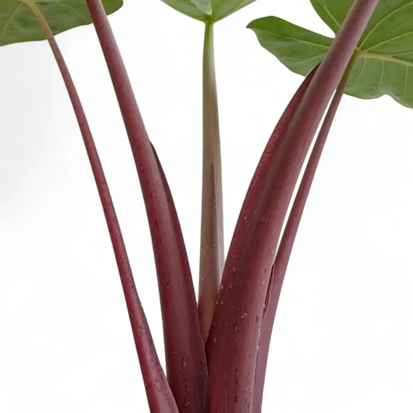 Alocasia 'imperial Red' - View 27 from www redcrocus com