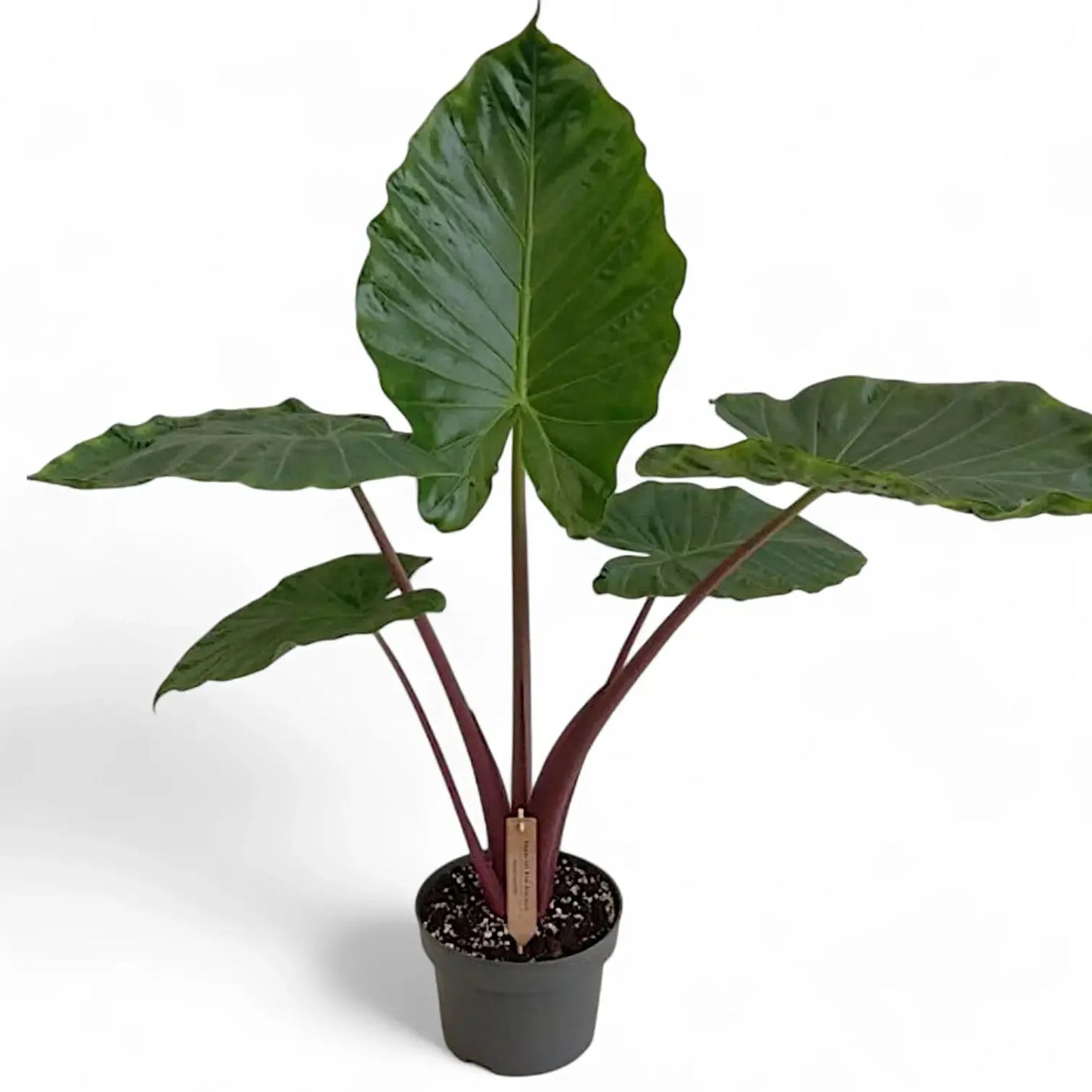 Alocasia 'imperial Red' - View 28 from www redcrocus com