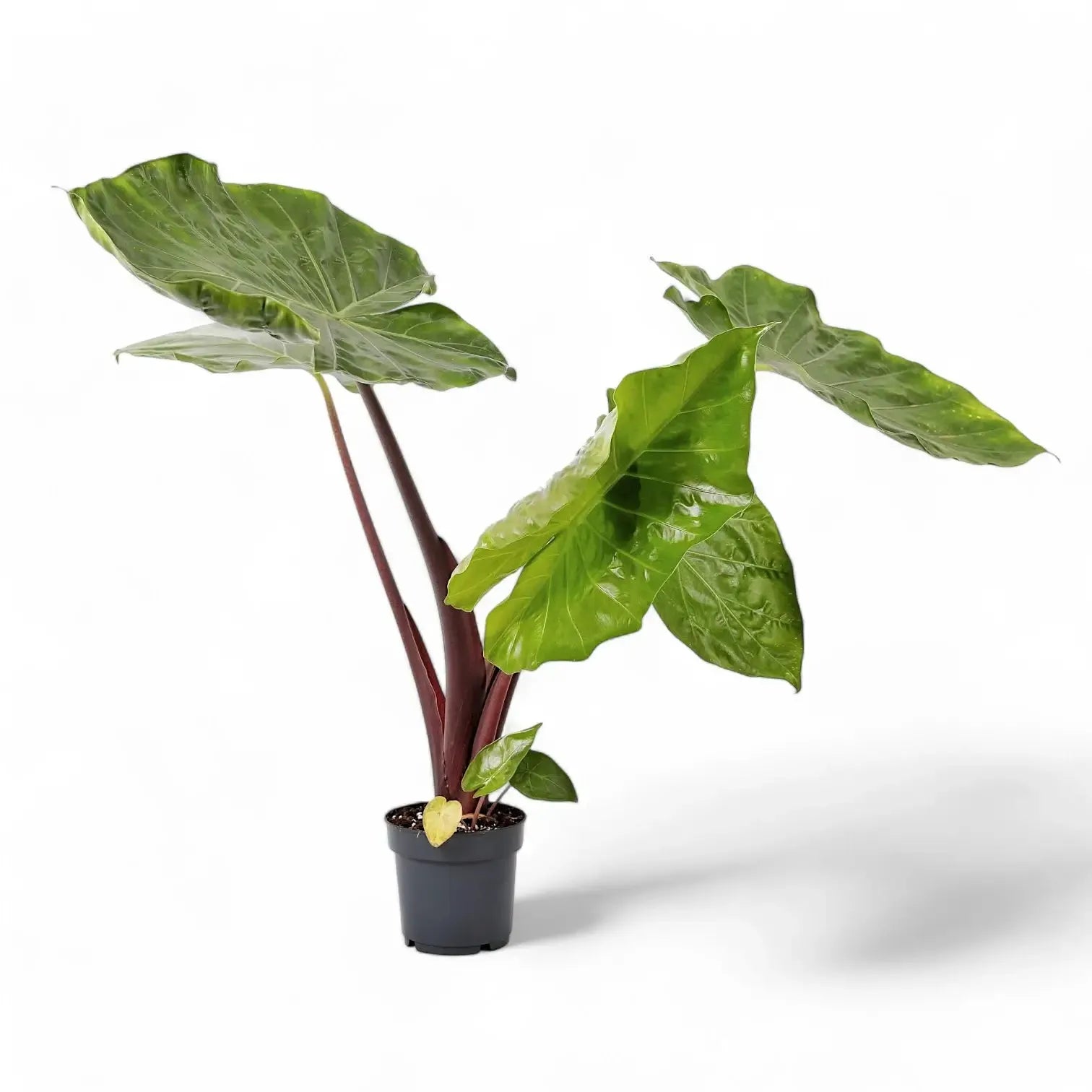 Alocasia 'imperial Red' - View 29 from www redcrocus com