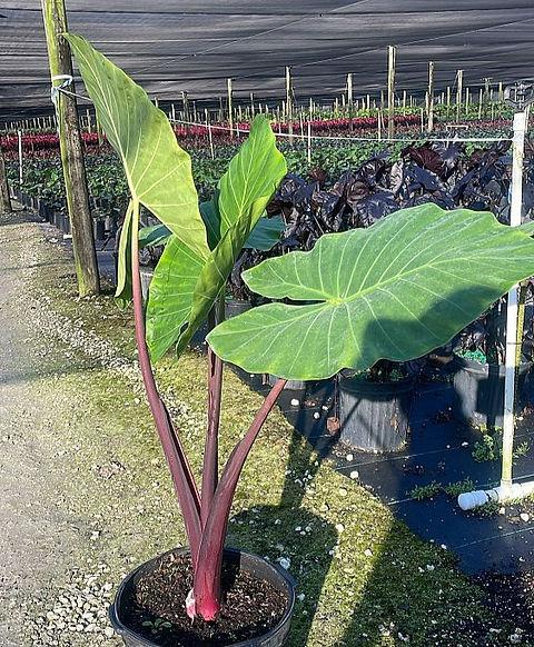 Alocasia 'imperial Red' - View 4 from www redcrocus com