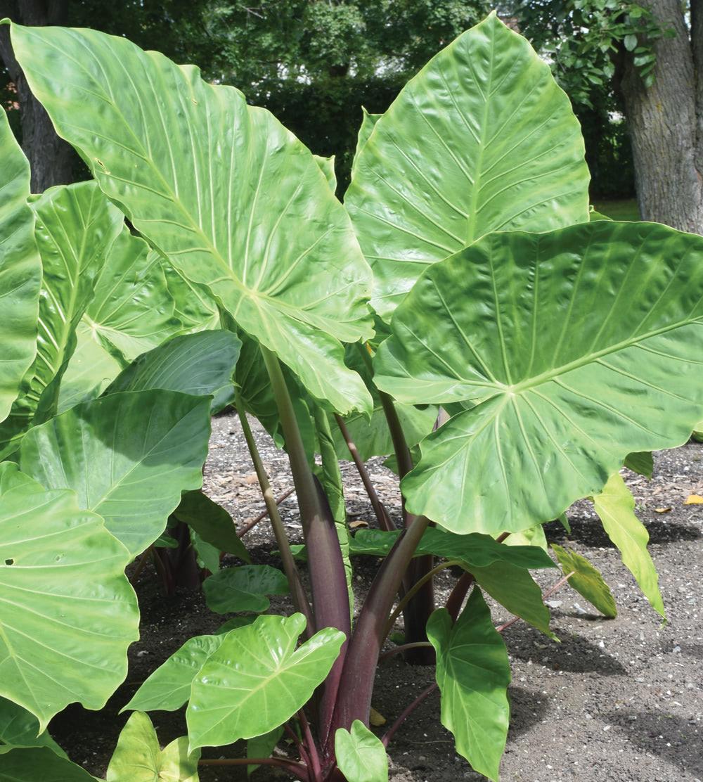 Alocasia 'imperial Red' - View 5 from www redcrocus com
