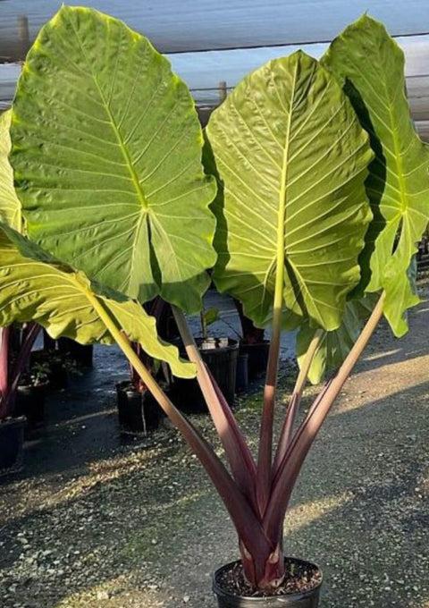 Alocasia 'imperial Red' - View 6 from www redcrocus com