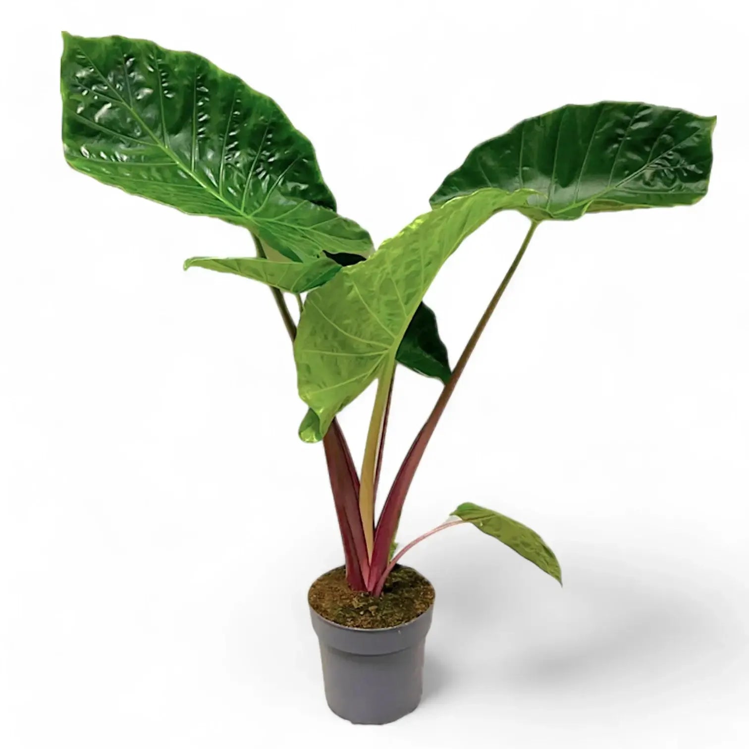 Alocasia 'imperial Red' - View 7 from www redcrocus com
