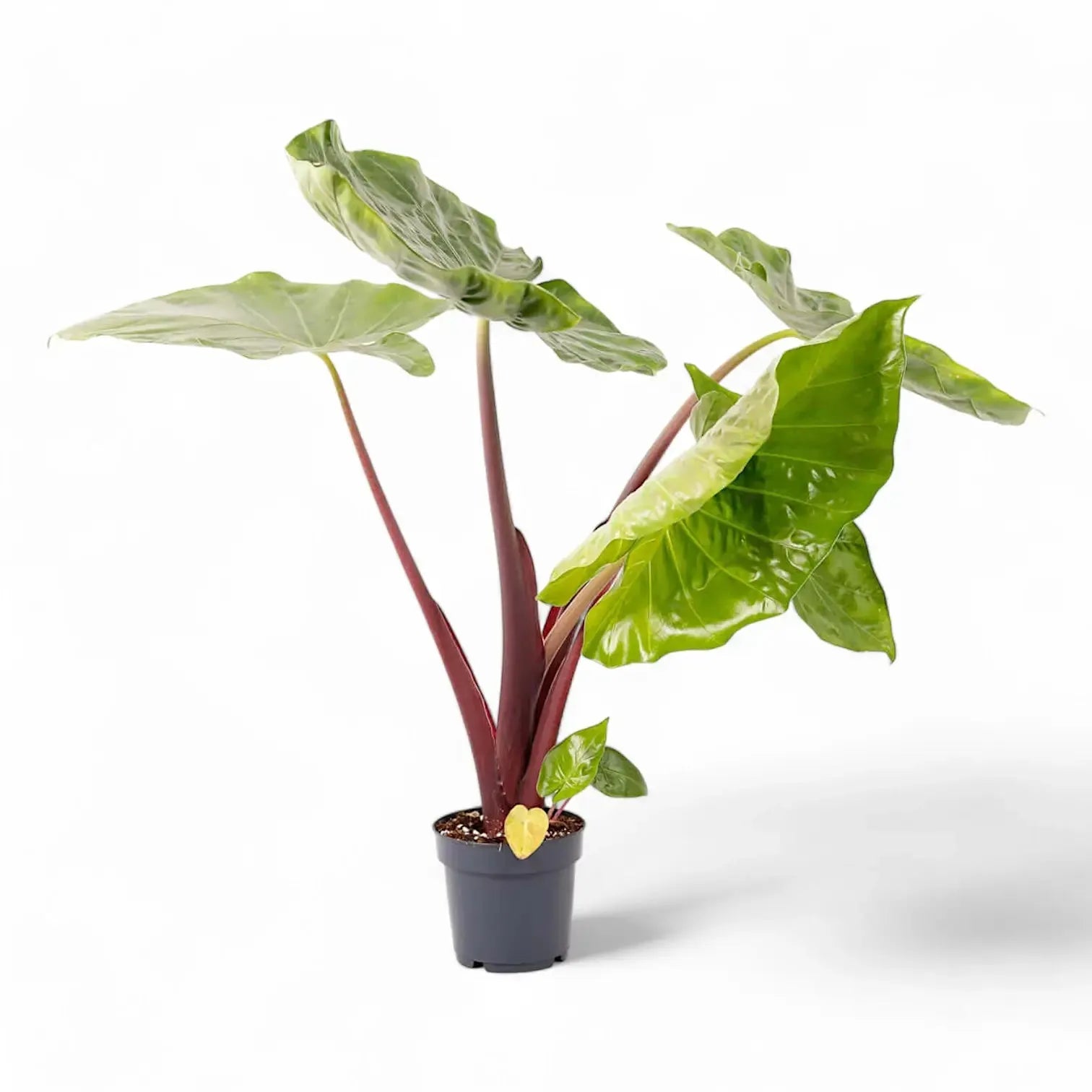 Alocasia 'imperial Red' - View 8 from www redcrocus com