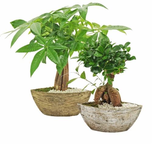 Bonsai, Assorted - View 17 from www redcrocus com