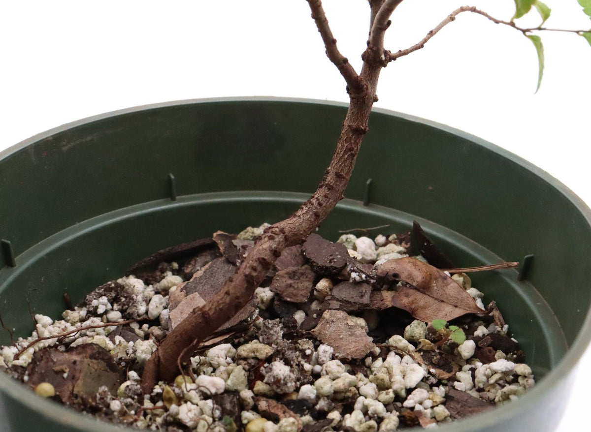 Bonsai, Assorted - View 23 from www redcrocus com