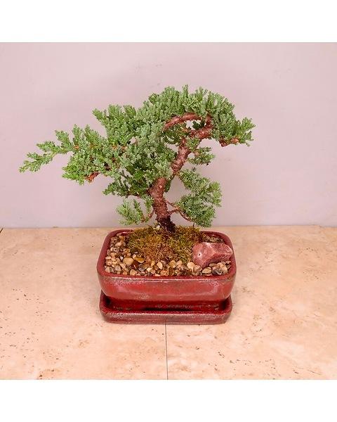 Bonsai, Assorted - View 27 from www redcrocus com