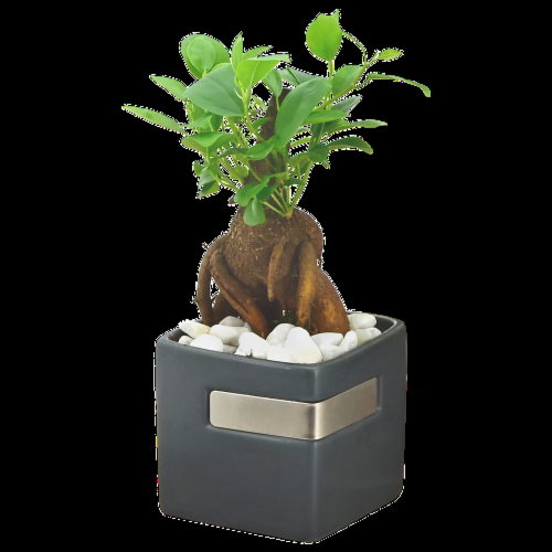 Bonsai, Assorted - View 2 from www redcrocus com