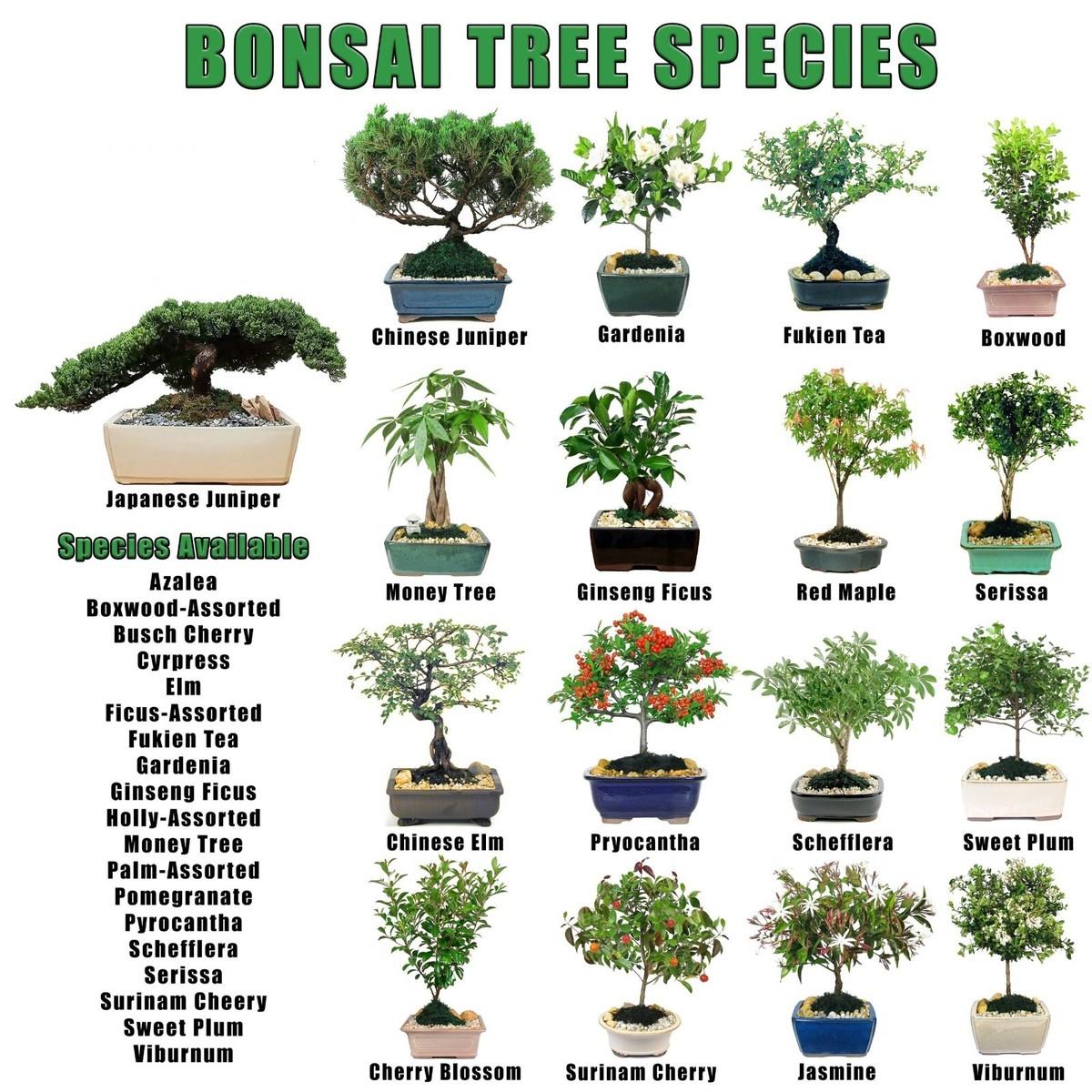 Bonsai, Assorted - View 32 from www redcrocus com