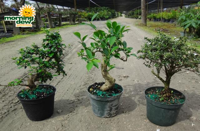 Bonsai, Assorted - View 35 from www redcrocus com