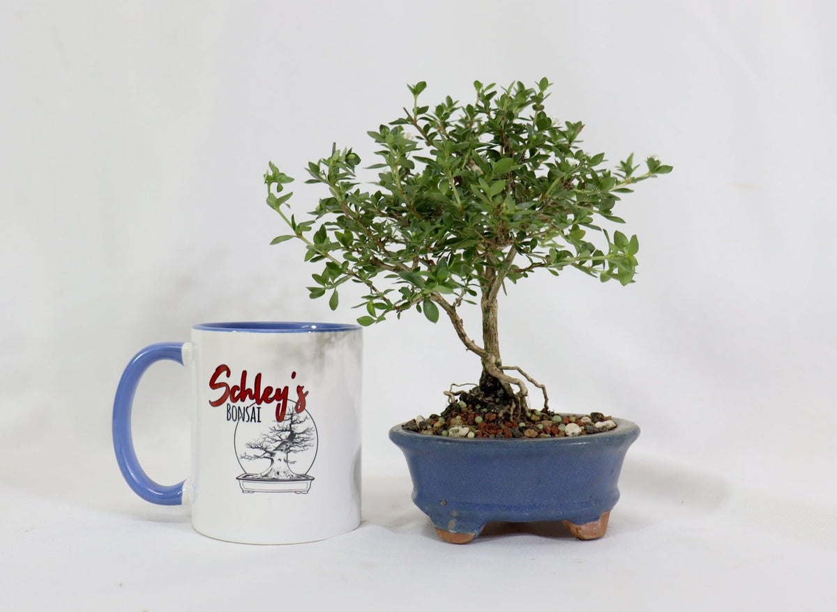 Bonsai, Assorted - View 39 from www redcrocus com
