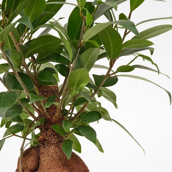 Bonsai, Assorted - View 4 from www redcrocus com