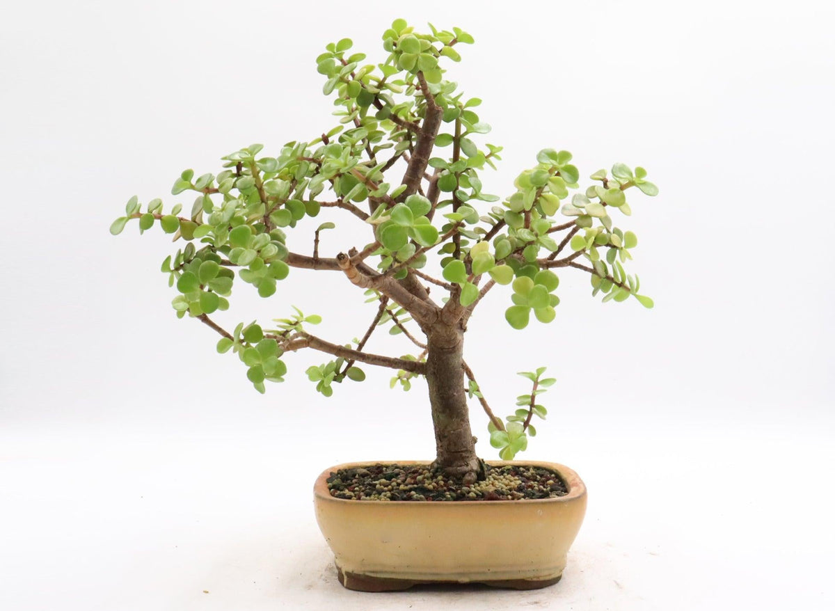 Bonsai, Assorted - View 5 from www redcrocus com