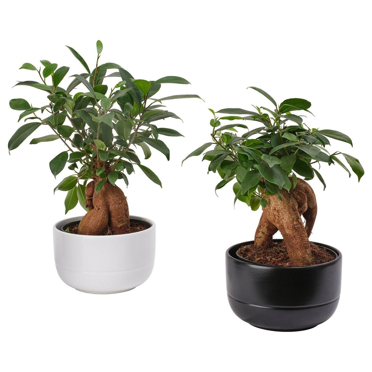 Bonsai, Assorted - View 7 from www redcrocus com