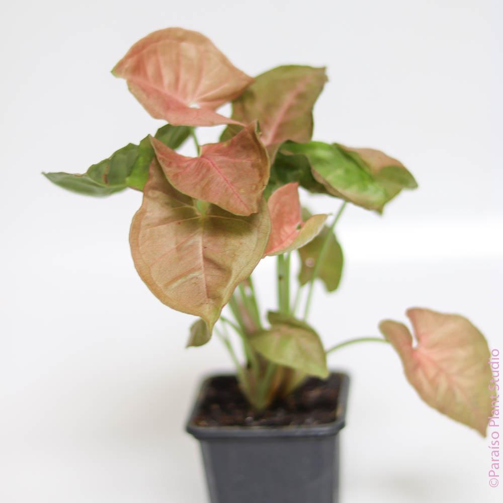 Syngonium, Assorted - View 11 from www redcrocus com