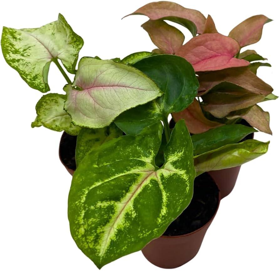 Syngonium, Assorted - View 12 from www redcrocus com