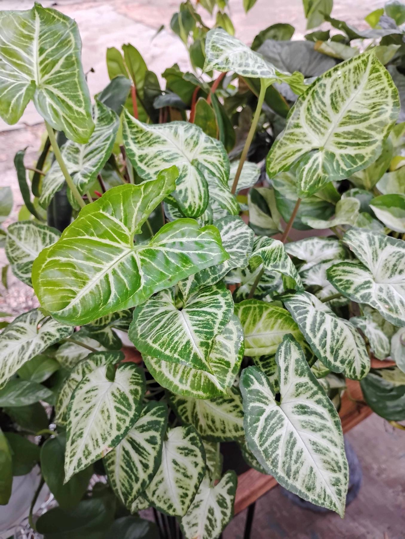 Syngonium, Assorted - View 13 from www redcrocus com