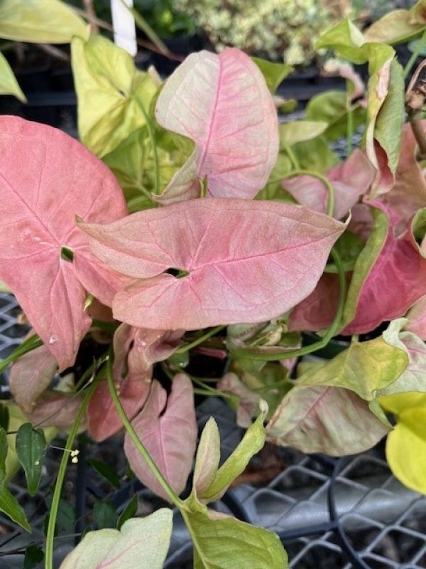 Syngonium, Assorted - View 16 from www redcrocus com