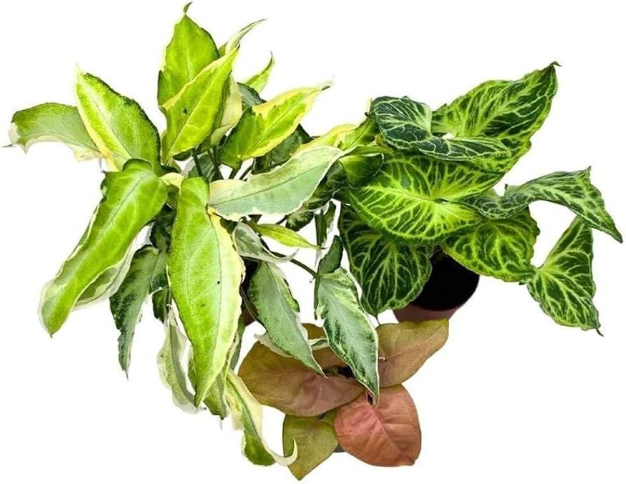 Syngonium, Assorted - View 17 from www redcrocus com