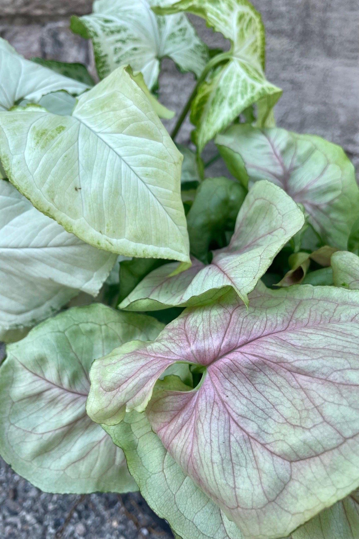 Syngonium, Assorted - View 18 from www redcrocus com