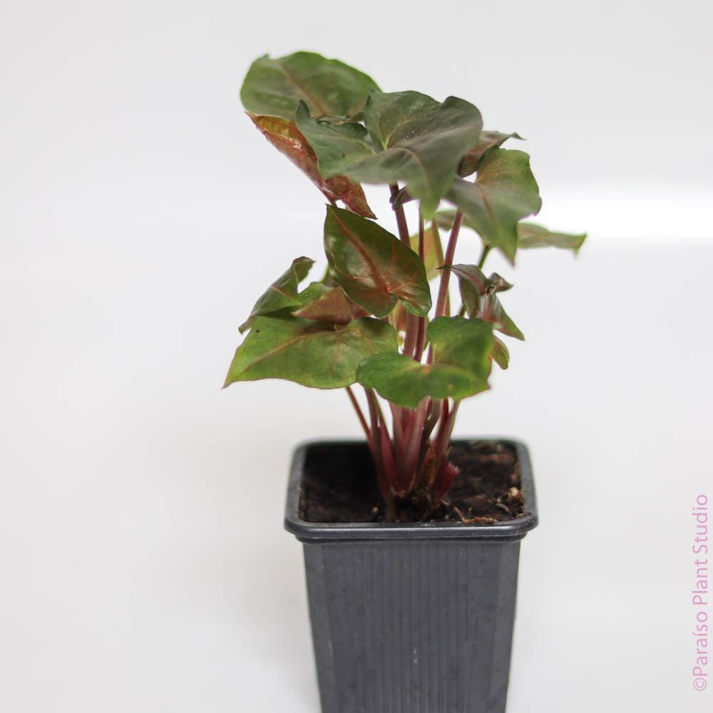 Syngonium, Assorted - View 19 from www redcrocus com