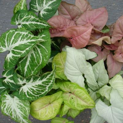Syngonium, Assorted - View 1 from www redcrocus com