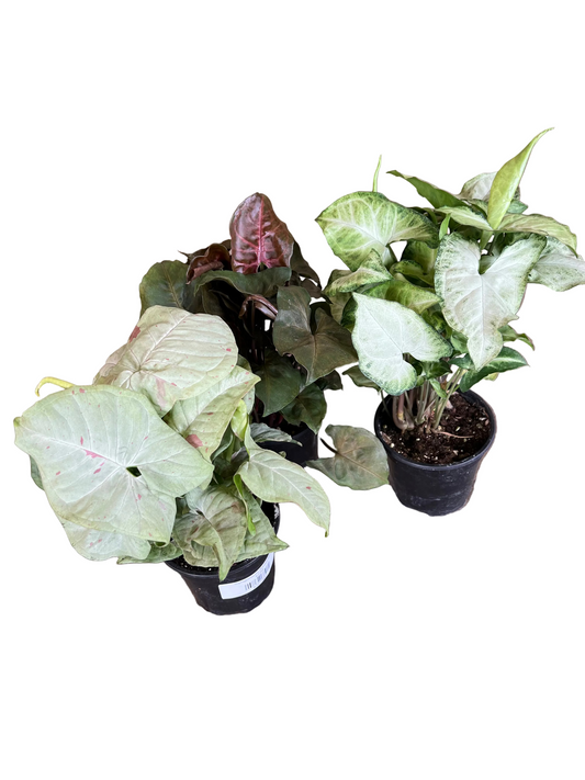 Syngonium, Assorted - View 22 from www redcrocus com