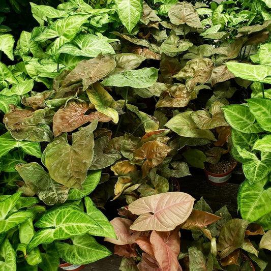 Syngonium, Assorted - View 24 from www redcrocus com