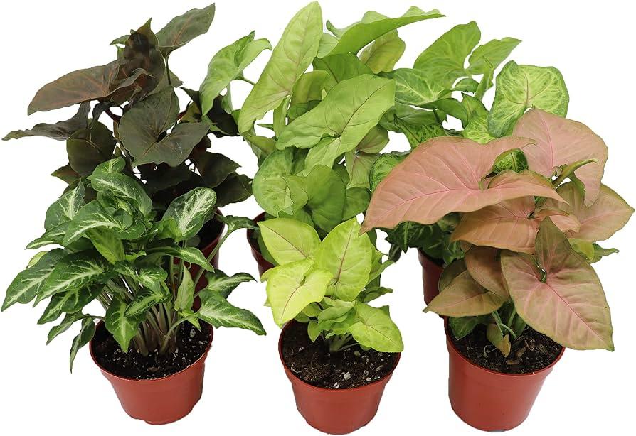 Syngonium, Assorted - View 27 from www redcrocus com