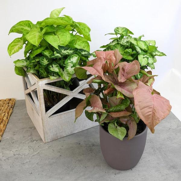 Syngonium, Assorted - View 28 from www redcrocus com