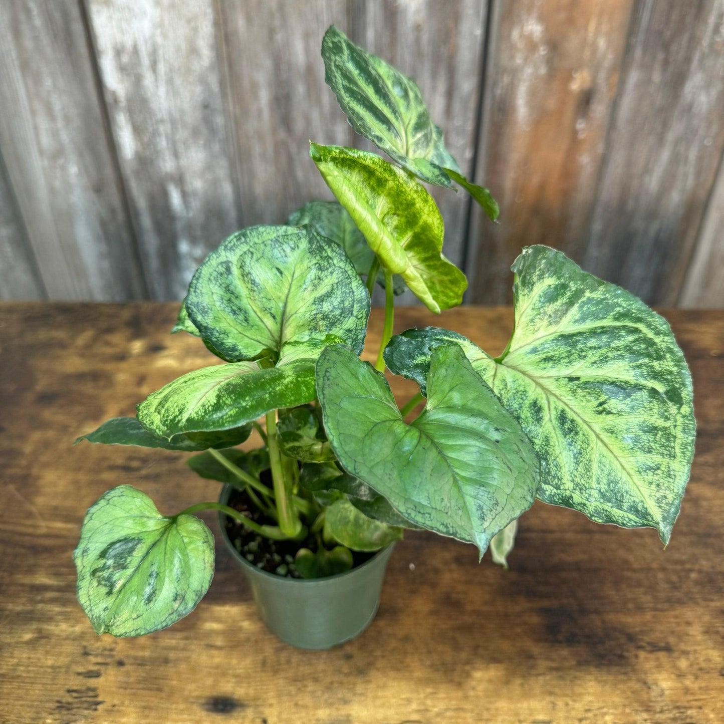 Syngonium, Assorted - View 30 from www redcrocus com