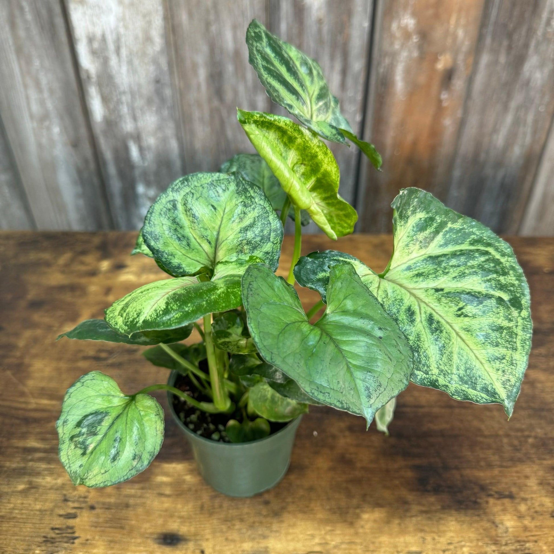 Syngonium, Assorted - View 30 from www redcrocus com