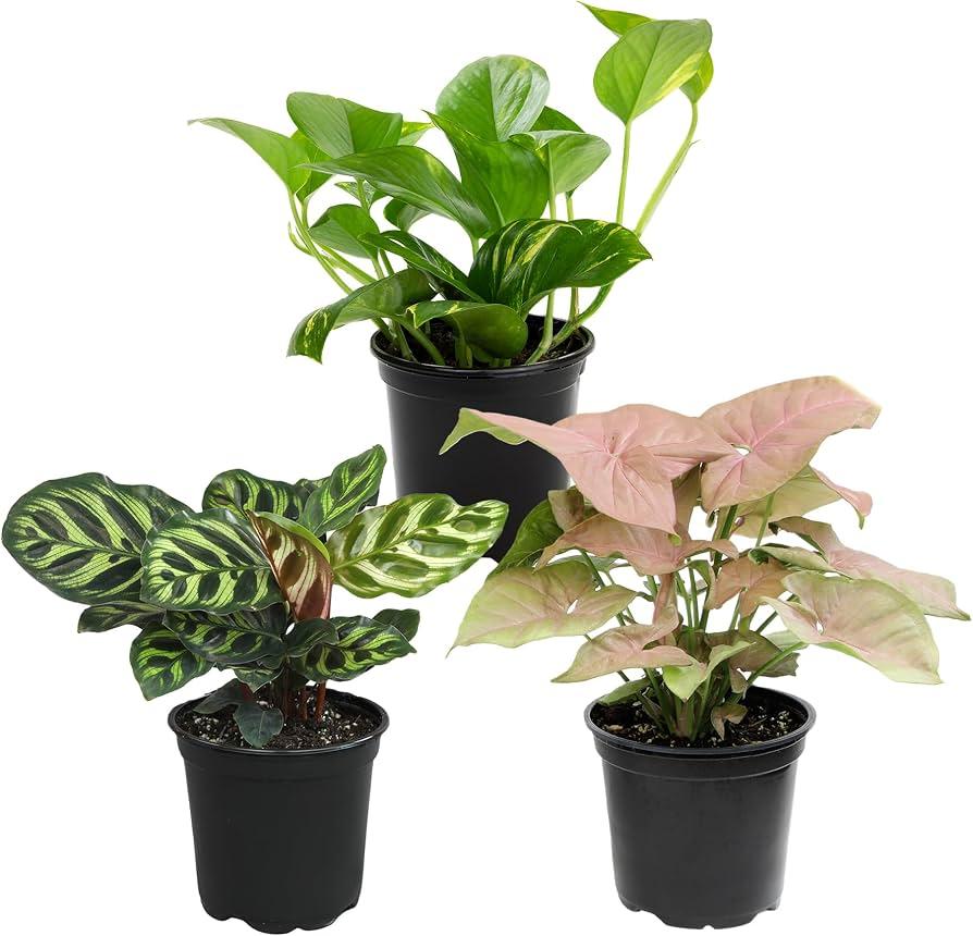 Syngonium, Assorted - View 33 from www redcrocus com