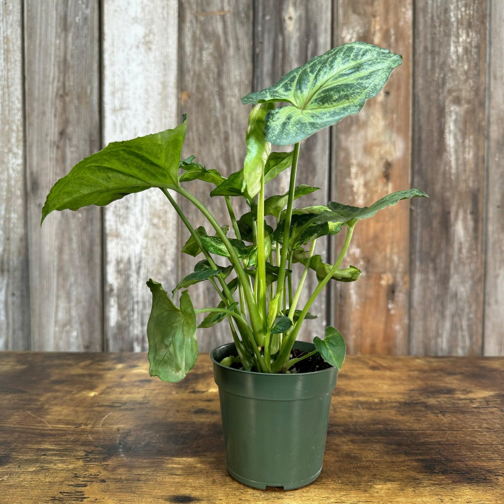 Syngonium, Assorted - View 35 from www redcrocus com