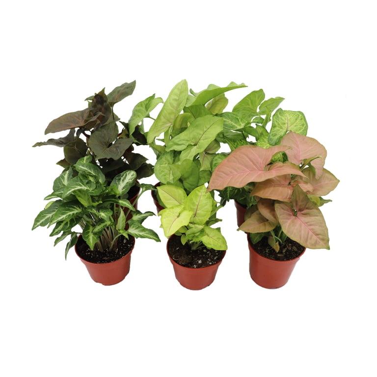 Syngonium, Assorted - View 36 from www redcrocus com