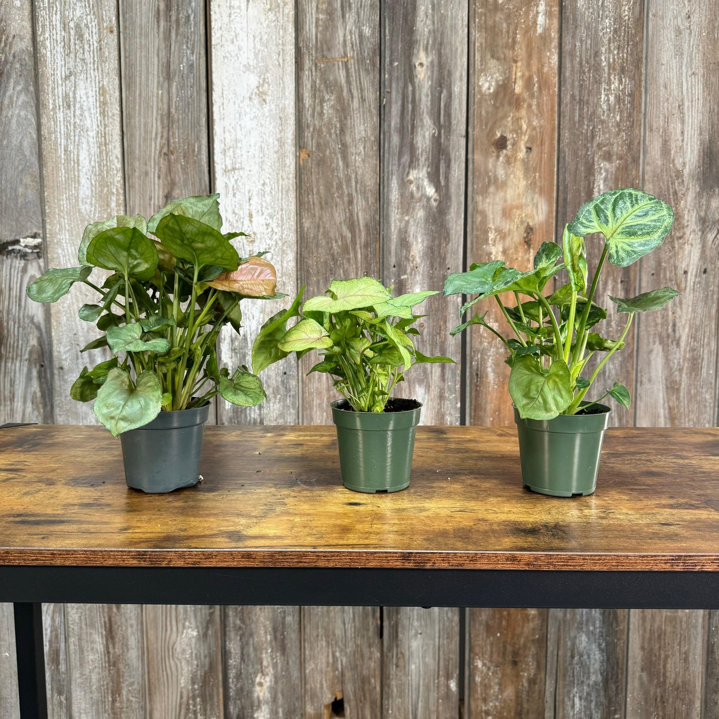 Syngonium, Assorted - View 37 from www redcrocus com