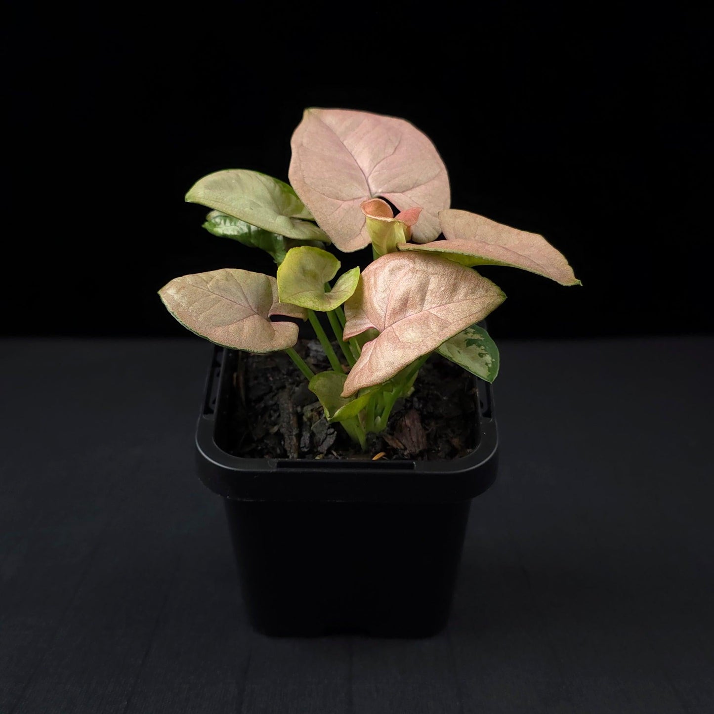 Syngonium, Assorted - View 40 from www redcrocus com