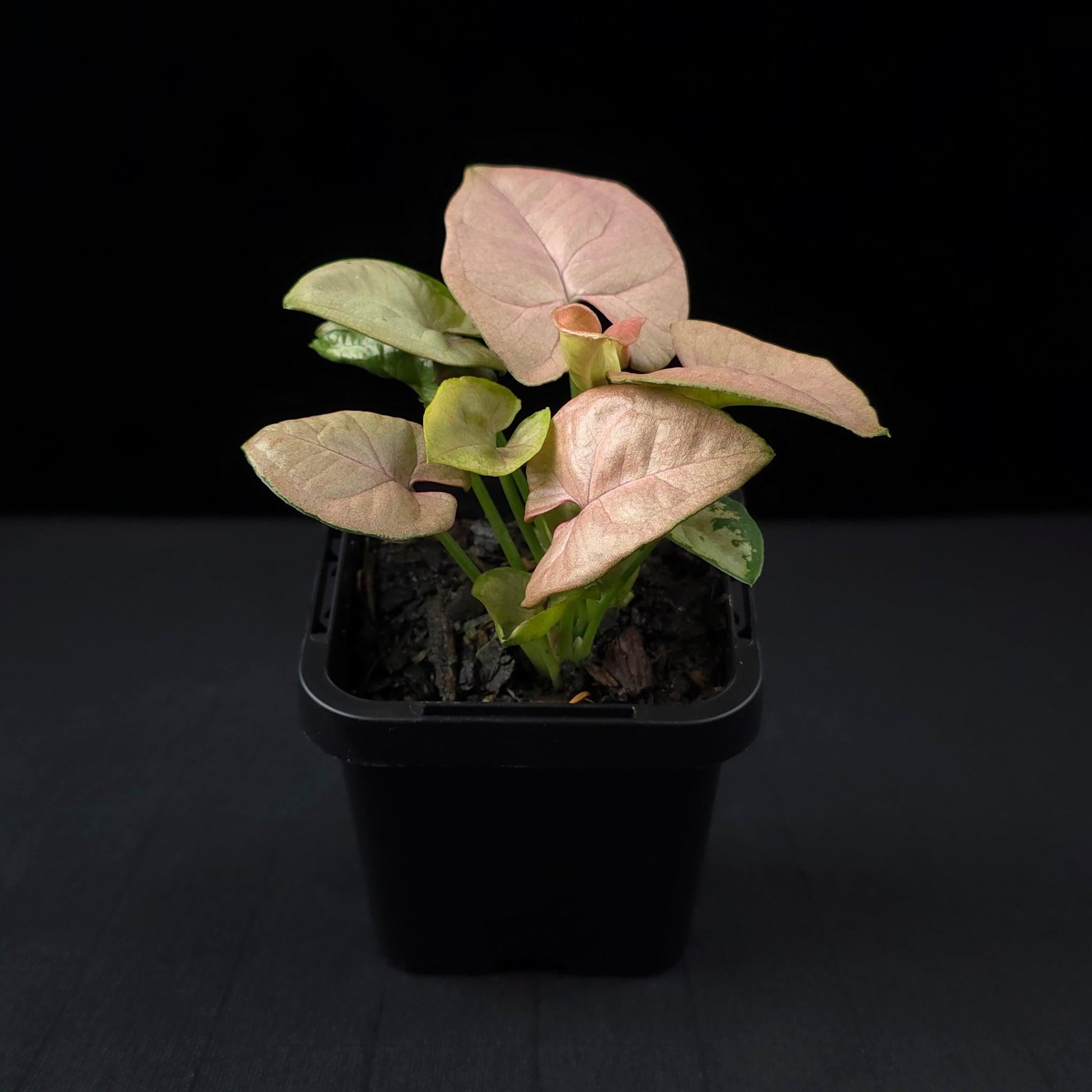 Syngonium, Assorted - View 40 from www redcrocus com