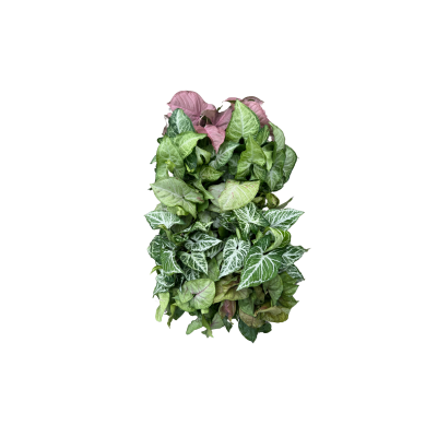 Syngonium, Assorted - View 5 from www redcrocus com
