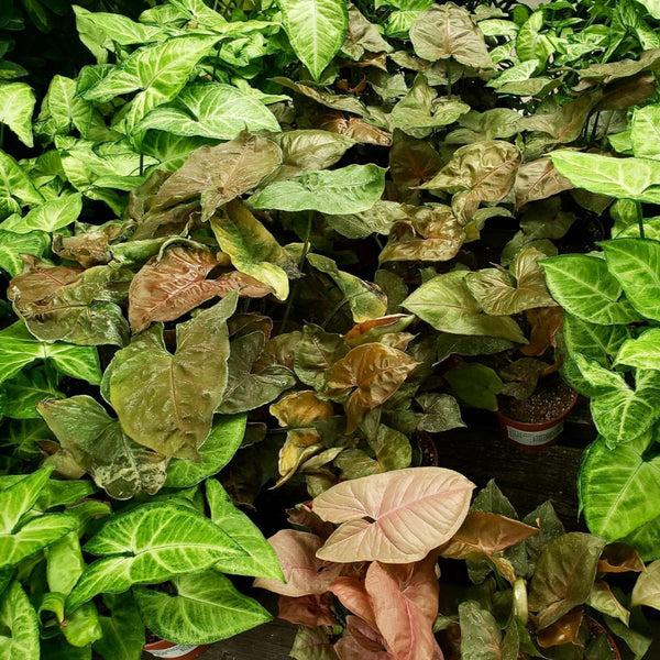Syngonium, Assorted - View 8 from www redcrocus com