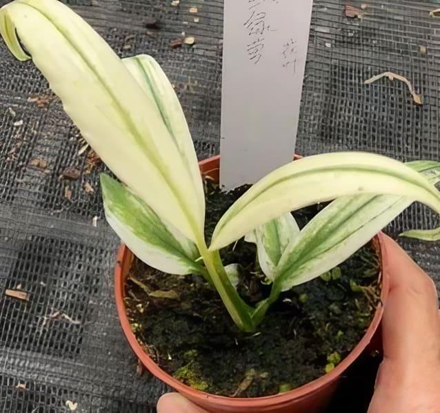 Epipremnum Amplissimum, Variegated - View 10 from www redcrocus com