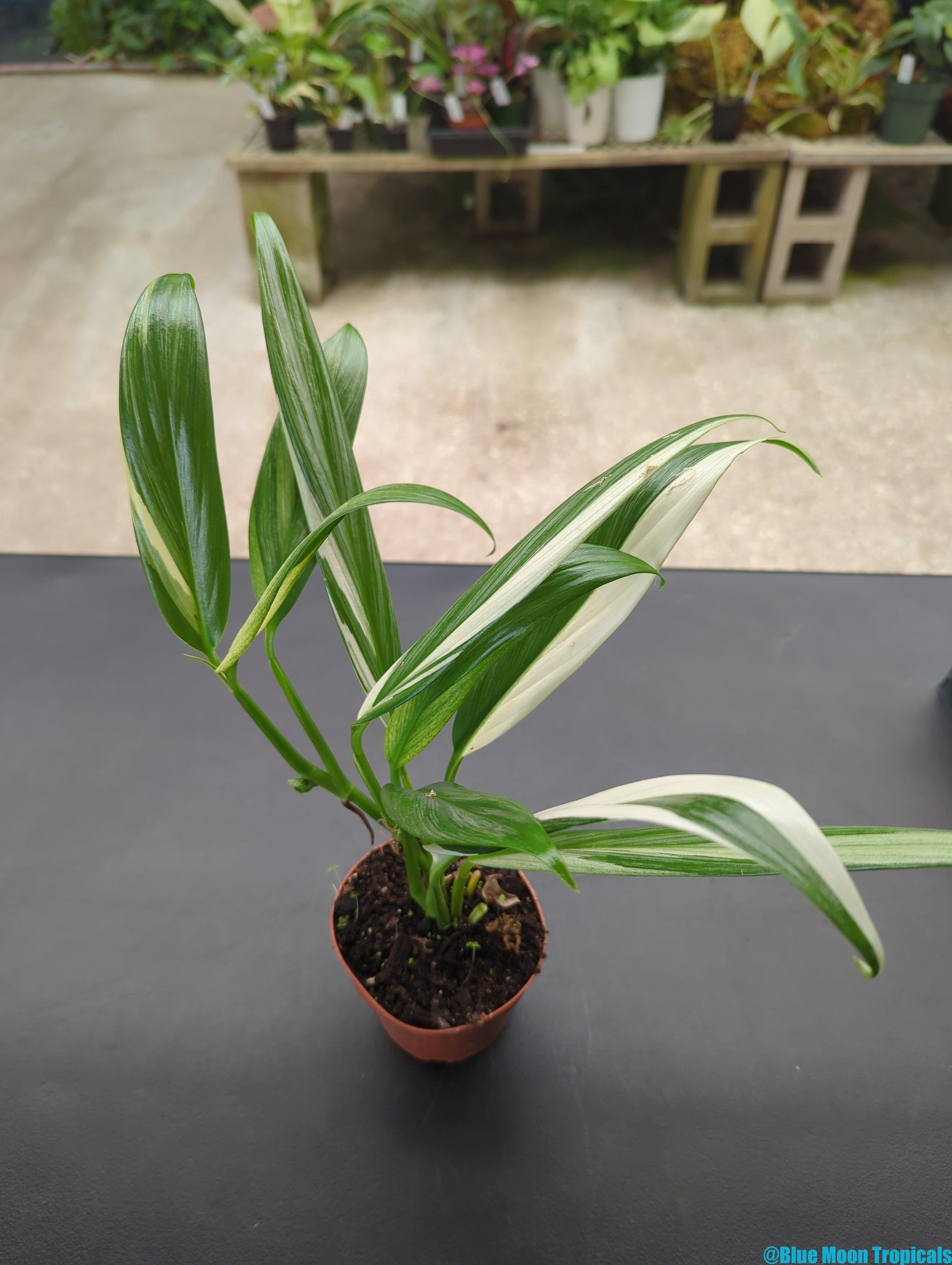 Epipremnum Amplissimum, Variegated - View 11 from www redcrocus com