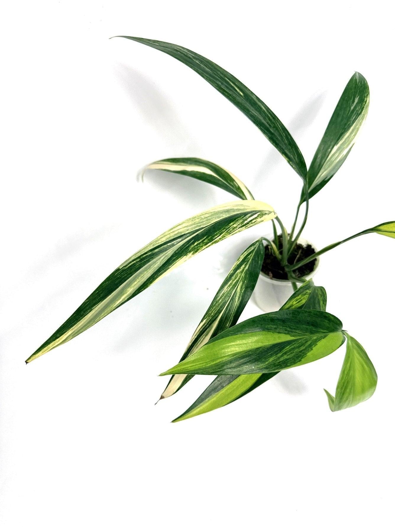 Epipremnum Amplissimum, Variegated - View 12 from www redcrocus com