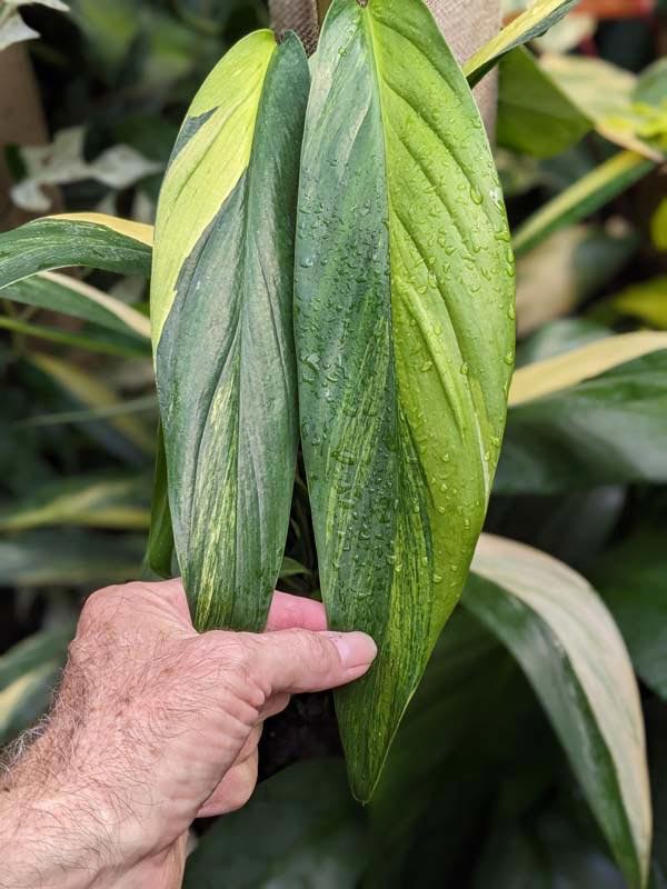 Epipremnum Amplissimum, Variegated - View 13 from www redcrocus com