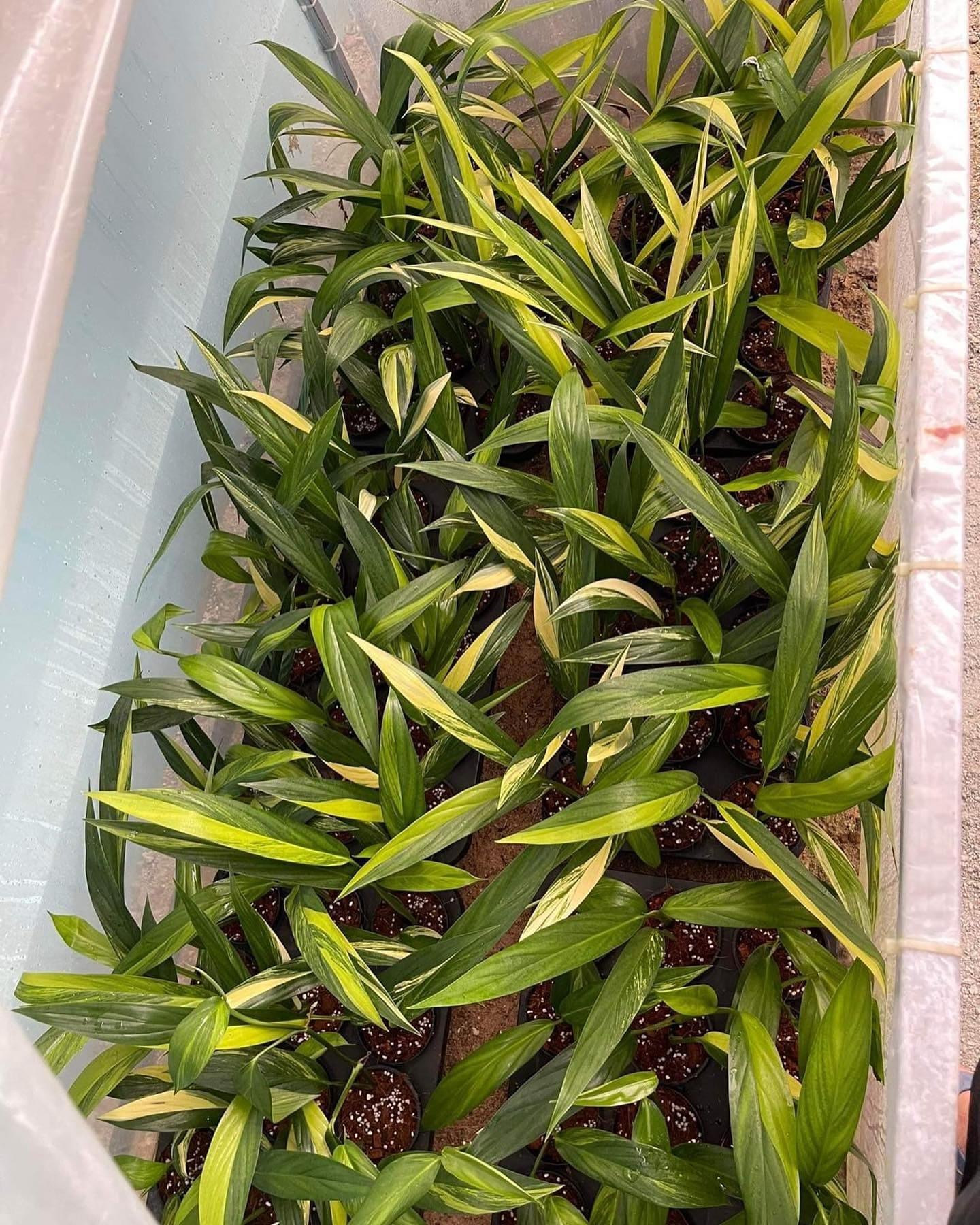 Epipremnum Amplissimum, Variegated - View 14 from www redcrocus com