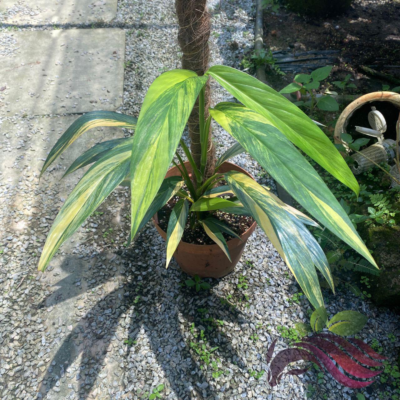 Epipremnum Amplissimum, Variegated - View 15 from www redcrocus com