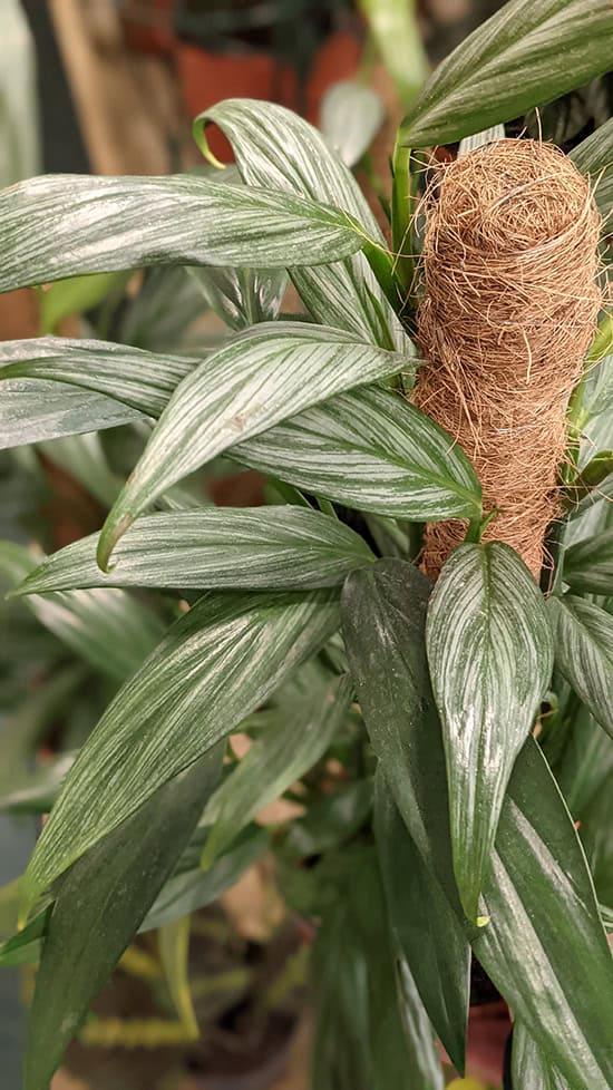 Epipremnum Amplissimum, Variegated - View 16 from www redcrocus com